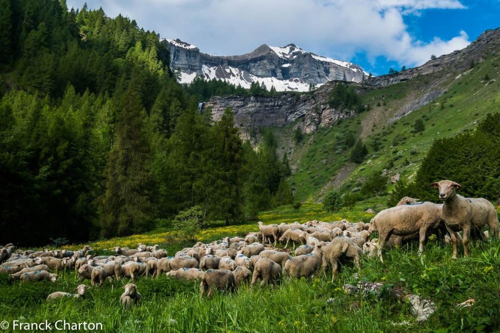 le troupeau de brebis vient d'arriver dans l'alpage