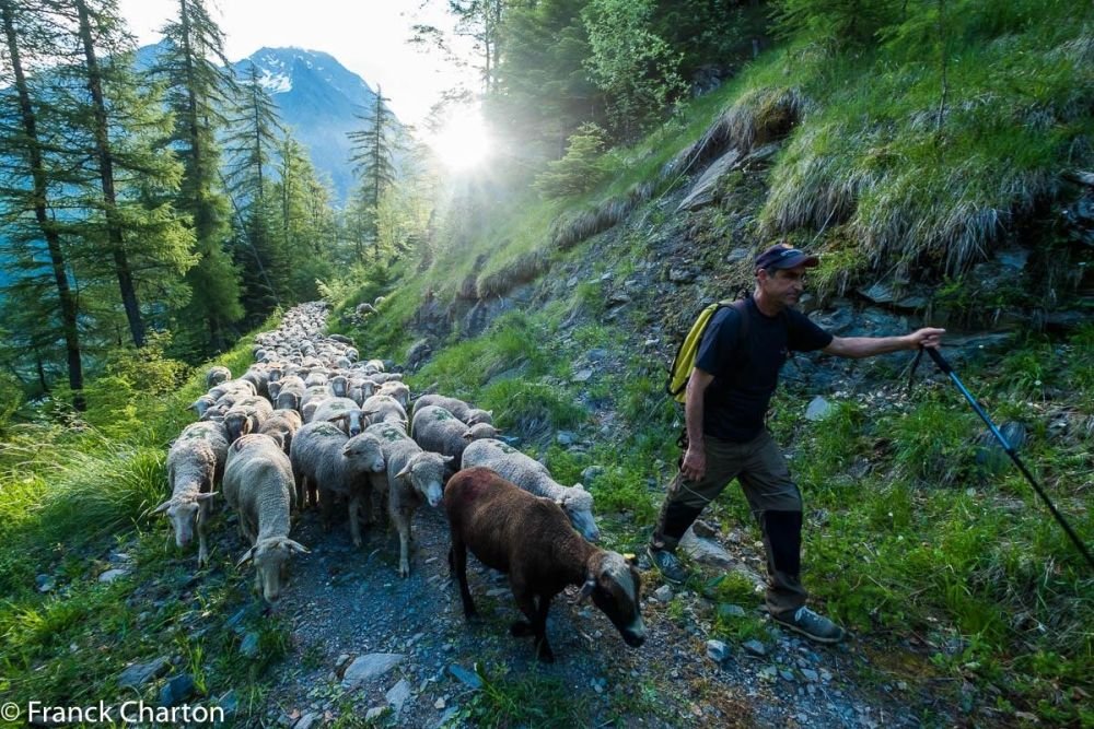 berger et son troupeau de brebis dans les Alpes du Sud