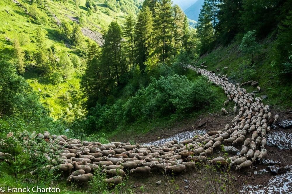 transhumance du troupeau dans les alpes du Sud