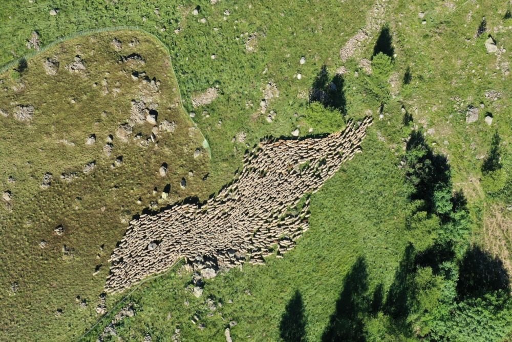 Le troupeau de brebis quitte le parc de nuit guidé par le berger