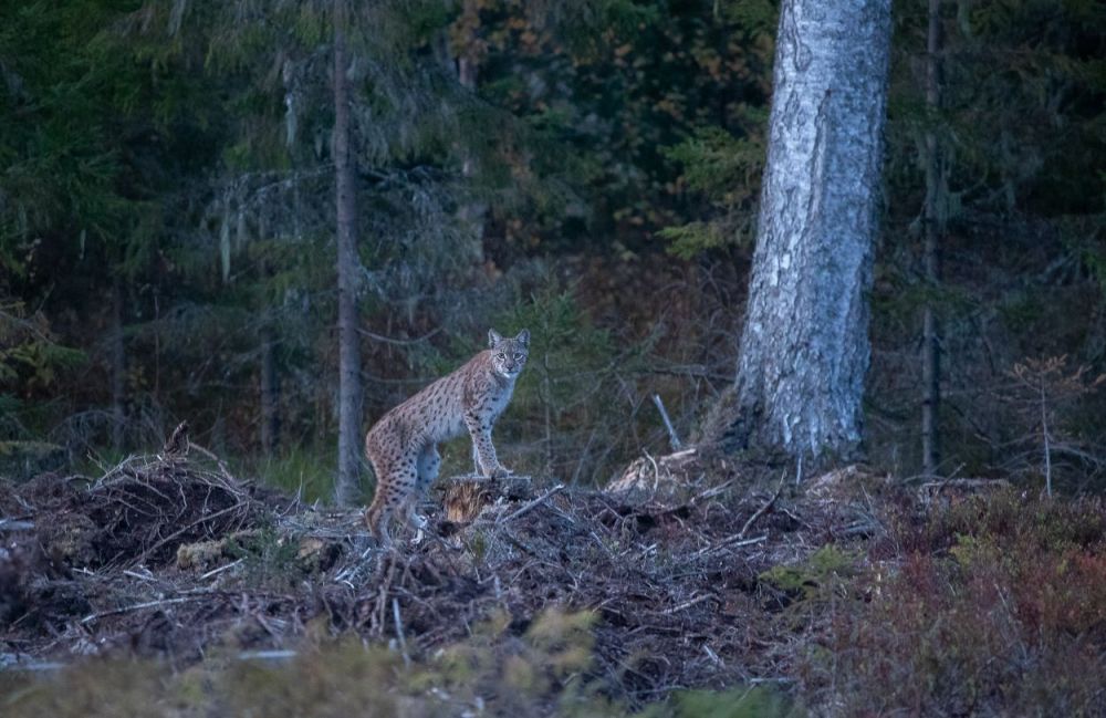 Lynx boréal