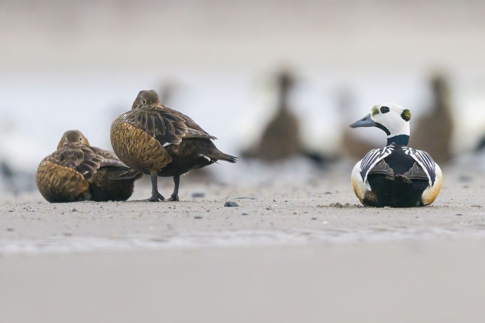 Eider de Steller