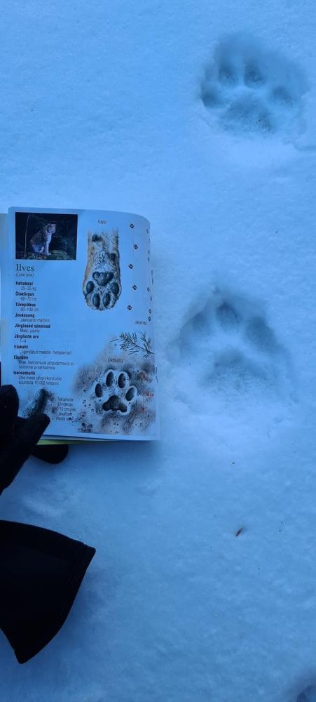 Traces de lynx