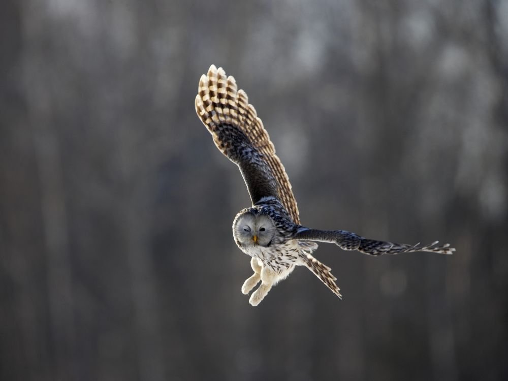 Chouette de l'Oural
