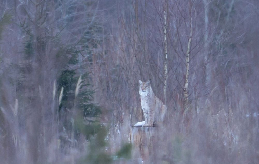 Lynx boréal