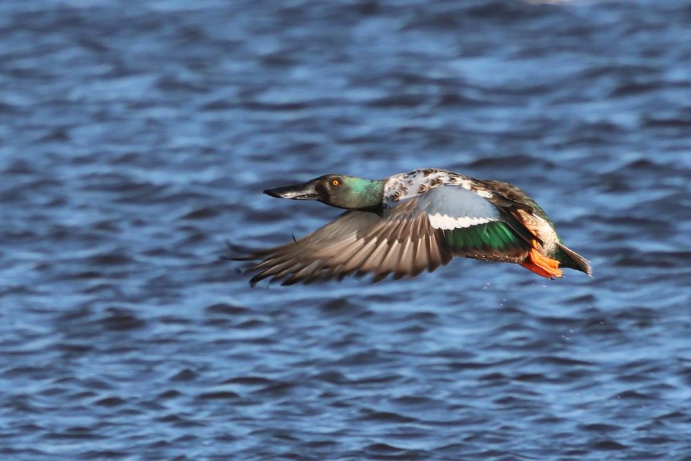 Canard souchet
