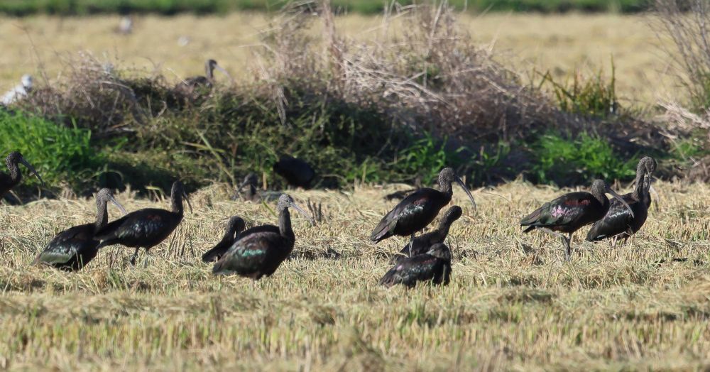 Ibis falcinelle