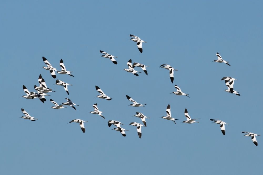 Avocette élégantes en vol