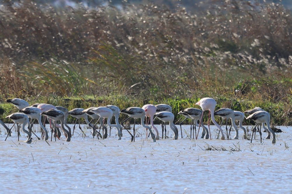 Flamants roses