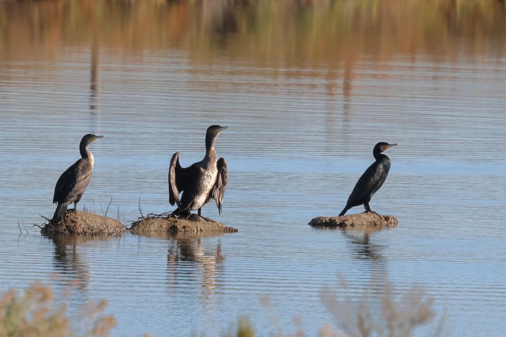 Grand cormoran