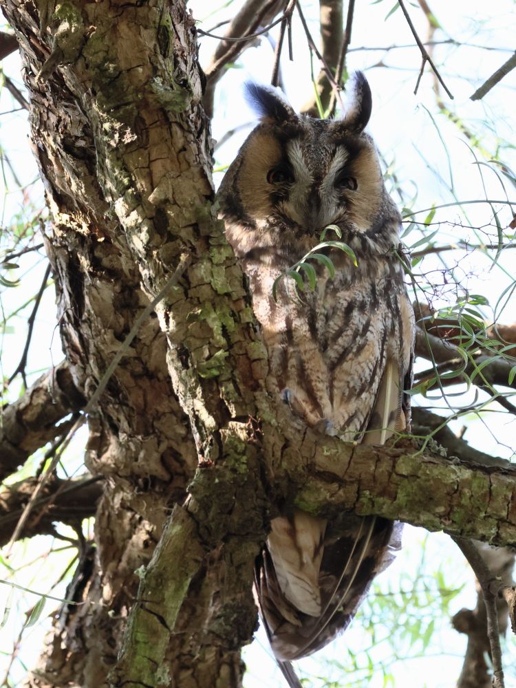 Hibou moyen-duc