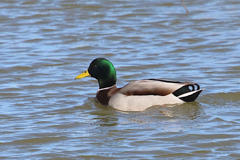 Canard colvert