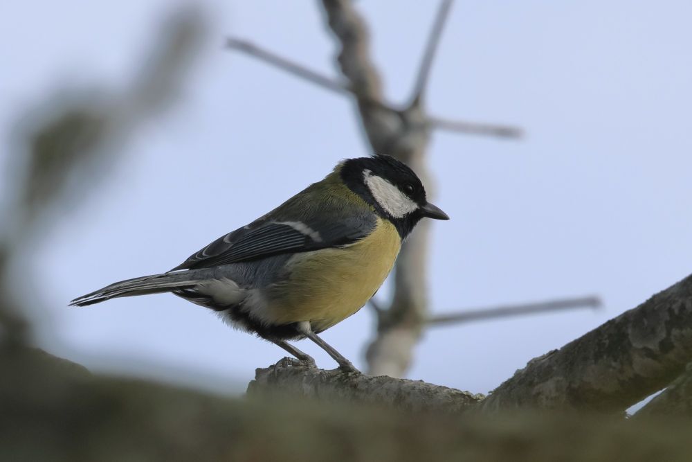 Mésange charbonnière