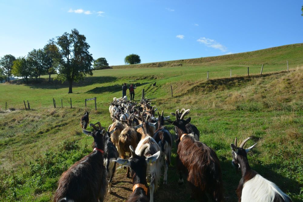 Troupeau vers les paturages - Randonnée Mezenc PNR Monts d'Ardèche