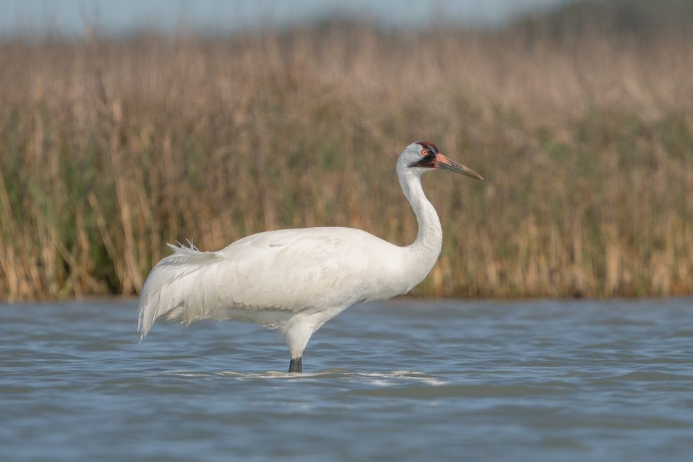 Grue blanche d'Amérique