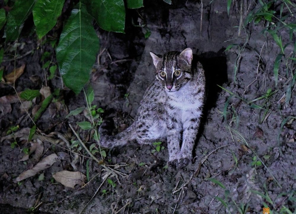 Chat pêcheur