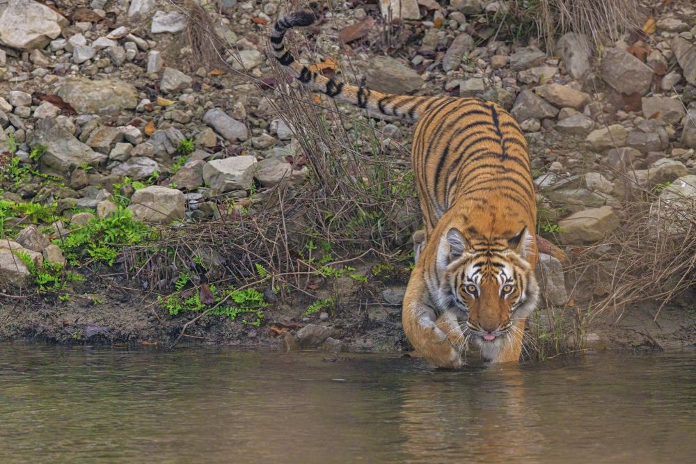 Tigre du Bengale
