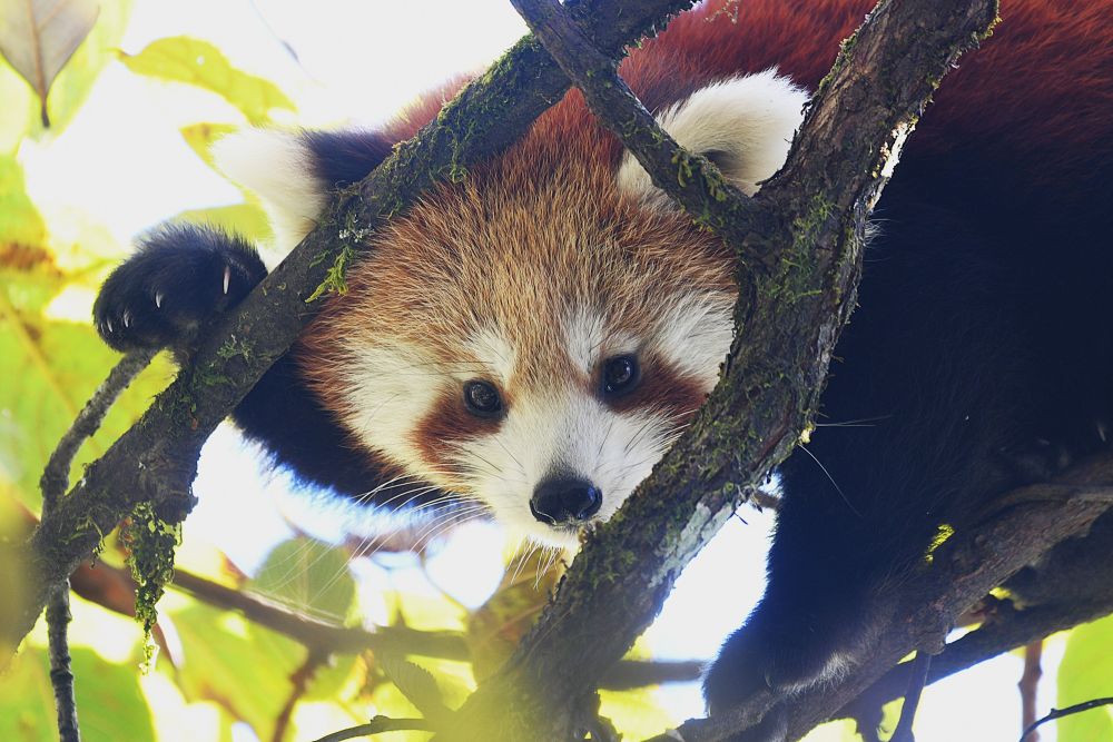 Panda roux