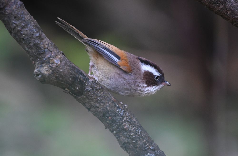 Fulvetta de Hodgson