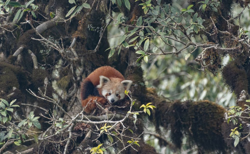 Panda roux