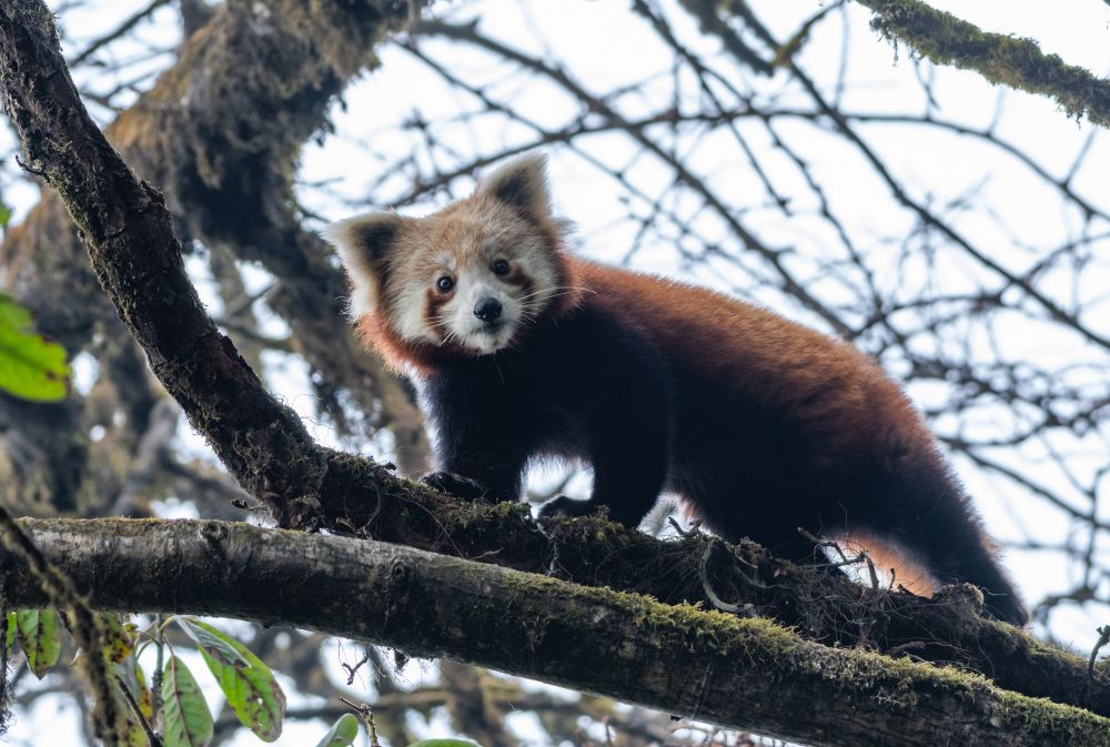 Panda roux