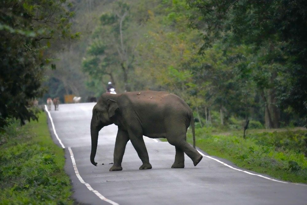 Eléphant d'Asie