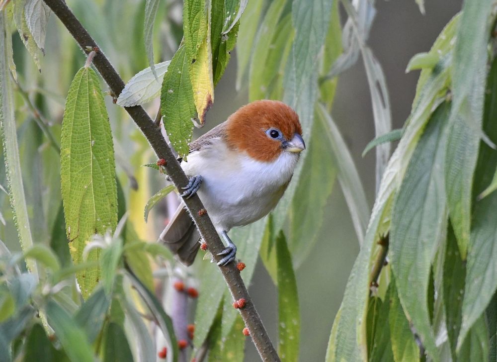 Paradoxornis à tête rousse