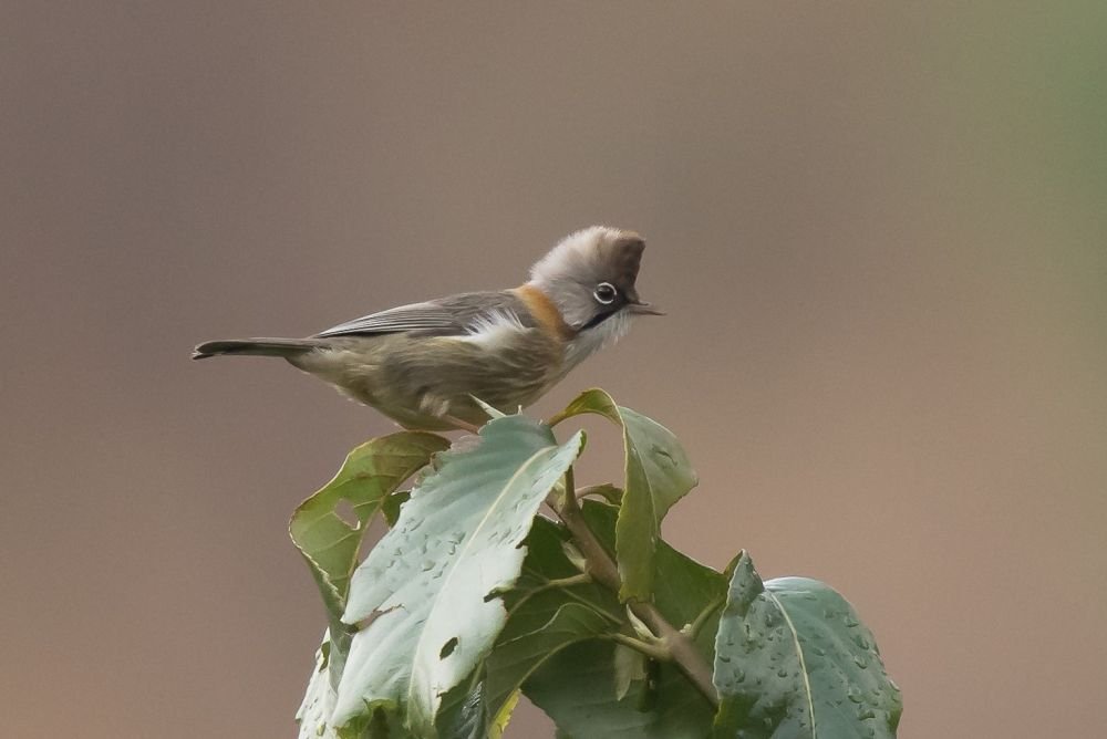 Yuhina à cou roux