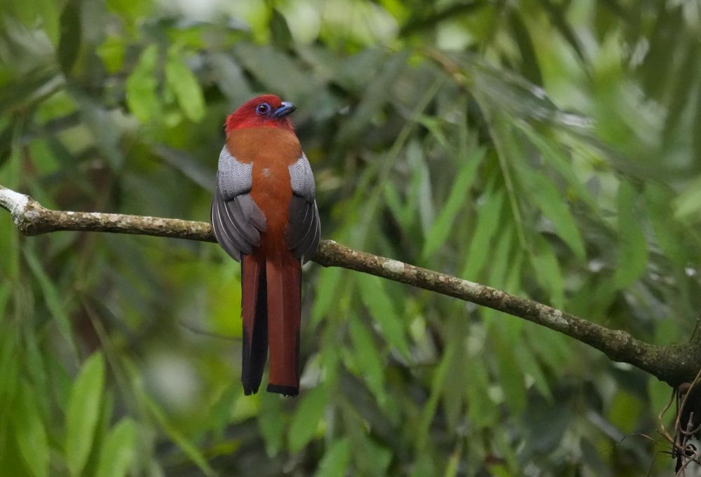 Trogon à tête rouge