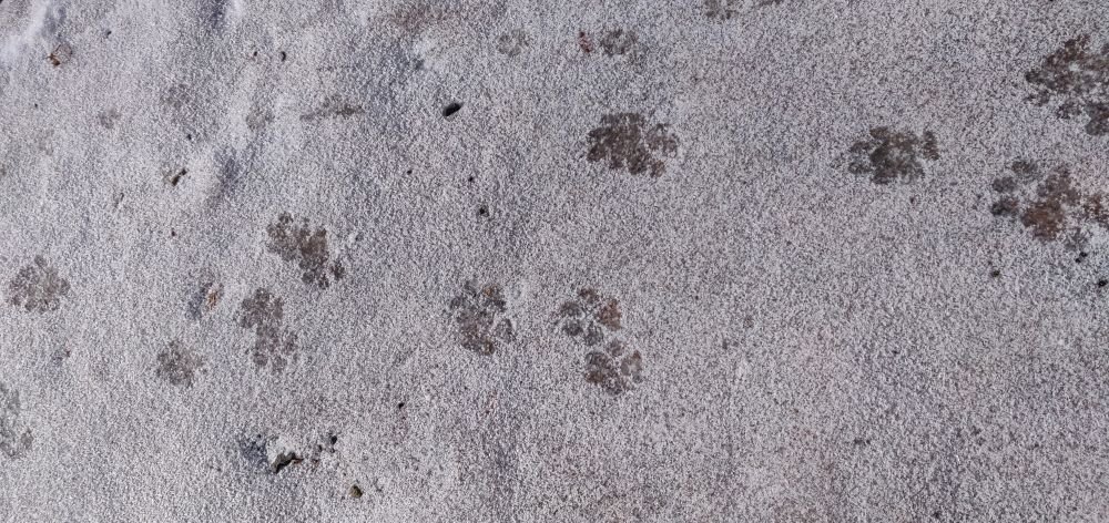 Traces
