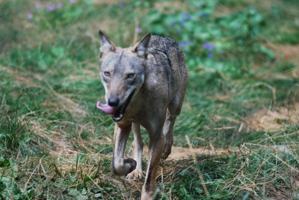 Loup des Apennins