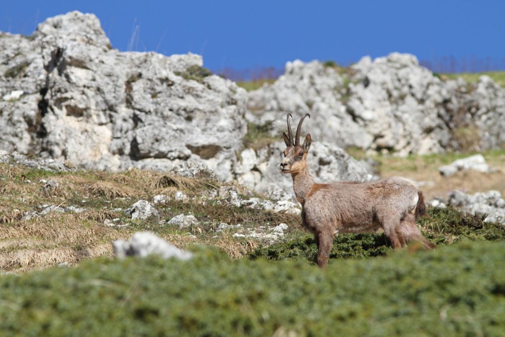 Abruzzo Chamois the Val di Rose