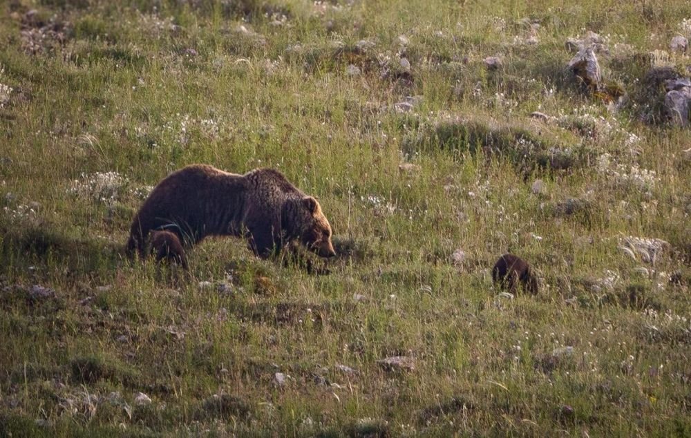 L'ours marsicain