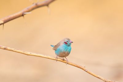 Cordonbleu à joues rouges