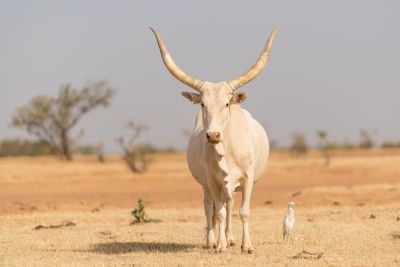 Animal domestique - Région du Ferlo