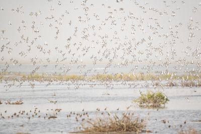 Barge à queue noire