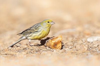 Serin des Canaries