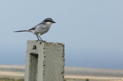 Pie-Grièche méridionale