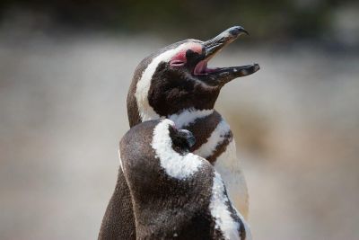 Faune de Patagonie : Manchots de Magellan