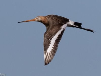Barge à queue noire