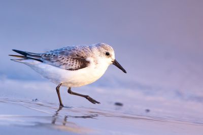 Bastien Jorigné Becasseau sanderling