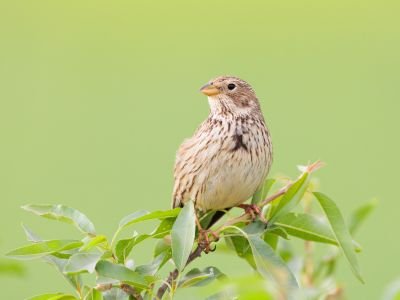 Bastien Jorigne Bruant proyer