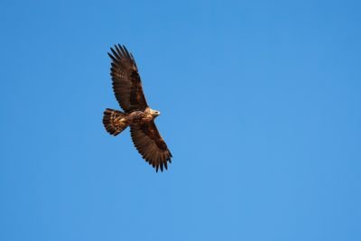 Bastien Jorigné Aigle Royal