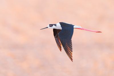 Bastien Jorigné Echasse blanche