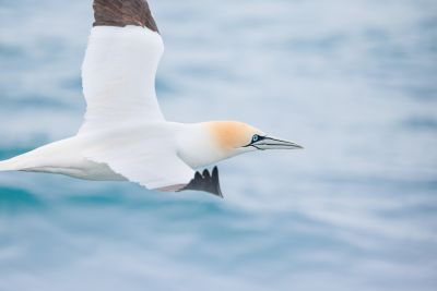 Bastien Jorigné Fou de bassan
