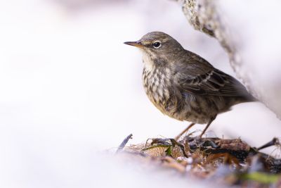 Bastien Jorigné Pipit maritime