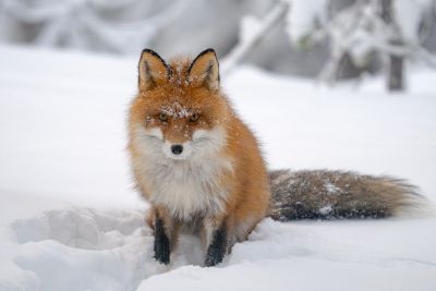 Renard finlandais
