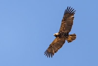 Aigle impérial