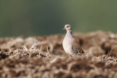 Tourterelle des bois