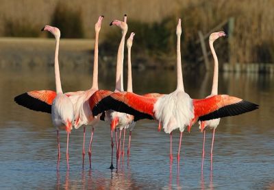 Flamants roses
